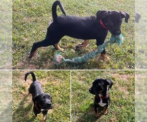 Boxer-Unknown Mix Dogs for adoption in Brewster, MA, USA