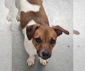 Jack Russell Terrier Dogs for adoption in Melrose, FL, USA