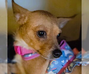 Chihuahua Dogs for adoption in Claremore, OK, USA