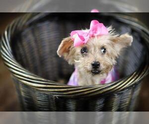 Mutt Dogs for adoption in Shreveport, LA, USA
