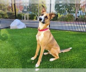 German Shepherd Dog-Unknown Mix Dogs for adoption in Santa Clara, CA, USA