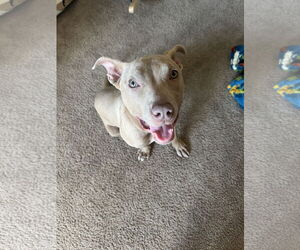 American Staffordshire Terrier-Labrador Retriever Mix Dogs for adoption in Princeton, MN, USA