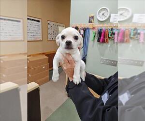Chihuahua-Unknown Mix Dogs for adoption in Upland, CA, USA