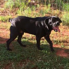 Pug Dogs for adoption in Hamilton, GA, USA