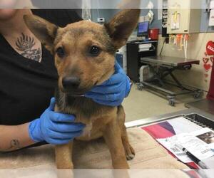 Mutt Dogs for adoption in Riverside, CA, USA