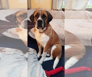 Saint Bernard Dogs for adoption in Lewistown, PA, USA