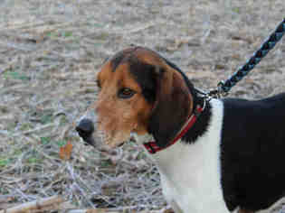 Treeing Walker Coonhound Dogs for adoption in Bowling Green, OH, USA