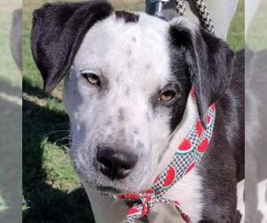 Mutt Dogs for adoption in Von Ormy, TX, USA