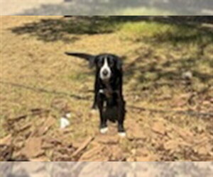 Lab Pei Dogs for adoption in Placerville, CA, USA