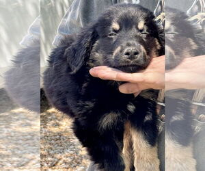 Poodle (Toy)-Unknown Mix Dogs for adoption in Okolona, MS, USA