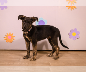 Mountain Cur-Unknown Mix Dogs for adoption in Brooklyn Center, MN, USA