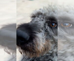 Poodle (Standard) Dogs for adoption in Harrison, AR, USA