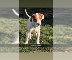 American Foxhound-Catahoula Leopard Dog Mix Dogs for adoption in Aurora, IN, USA