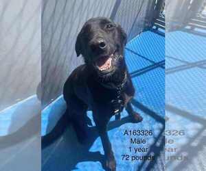 Labrador Retriever-Unknown Mix Dogs for adoption in Calgary, Alberta, Canada