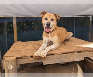 Mutt Dogs for adoption in McCormick, SC, USA