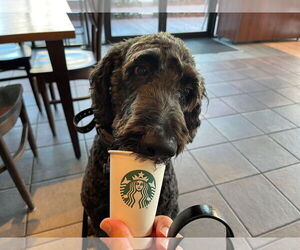 Labradoodle Dogs for adoption in Tampa, FL, USA