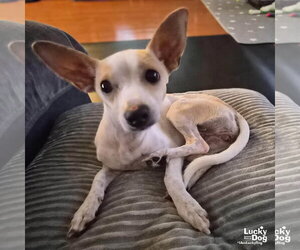 Chihuahua-Unknown Mix Dogs for adoption in Washington, DC, USA