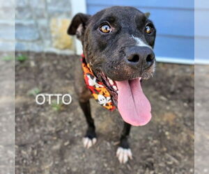 Boxer-Staffordshire Bull Terrier Mix Dogs for adoption in Maryville, TN, USA