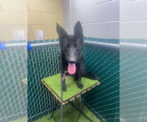 Mutt Dogs for adoption in Downey, CA, USA