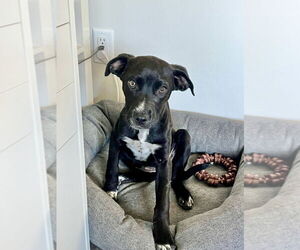 Pointer-Unknown Mix Dogs for adoption in Salt Lake City, UT, USA