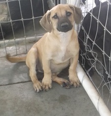 Pug Dogs for adoption in Bonifay, MO, USA