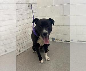 American Pit Bull Terrier-Labrador Retriever Mix Dogs for adoption in San Bernardino, CA, USA