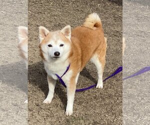 Shiba Inu Dogs for adoption in Virginia Beach, VA, USA