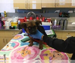 German Shepherd Dog-Unknown Mix Dogs for adoption in Riverside, CA, USA