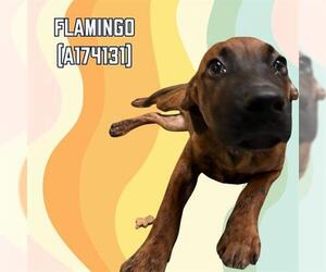 American Pit Bull Terrier Dogs for adoption in Tulsa, OK, USA