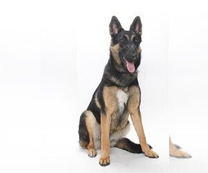 Medium Photo #1 German Shepherd Dog-Unknown Mix Puppy For Sale in Burbank, CA, USA