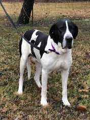 Great Dane-Unknown Mix Dogs for adoption in Knoxville, TN, USA