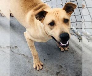 Chinese Shar-Pei-Unknown Mix Dogs for adoption in Kailua Kona , HI, USA
