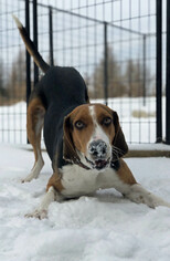 Treeing Walker Coonhound Dogs for adoption in Park Falls, WI, USA