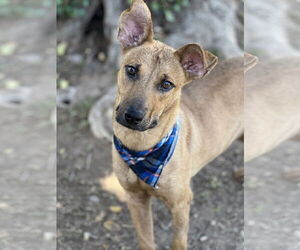 Labrador Retriever-Rhodesian Ridgeback Mix Dogs for adoption in Phoenix, AZ, USA