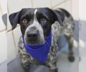 Mutt Dogs for adoption in San Antonio, TX, USA