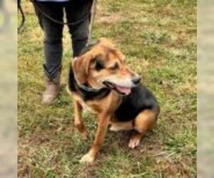 Coonhound-Unknown Mix Dogs for adoption in Warrenton, VA, USA