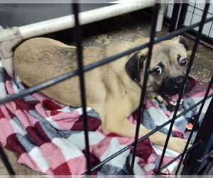 Pug-Unknown Mix Dogs for adoption in Mukwonago, WI, USA