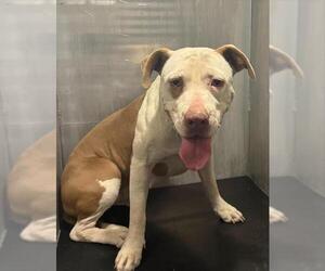 American Staffordshire Terrier-Unknown Mix Dogs for adoption in San Antonio, TX, USA