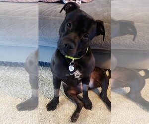 American Staffordshire Terrier Dogs for adoption in Tonawanda, NY, USA