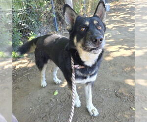 German Shepherd Dog-Siberian Husky Mix Dogs for adoption in Long Beach, CA, USA