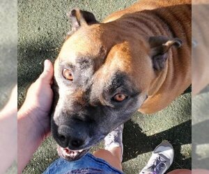 Boxer Dogs for adoption in Davis, CA, USA