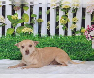 Chihuahua-Unknown Mix Dogs for adoption in Oroville, CA, USA