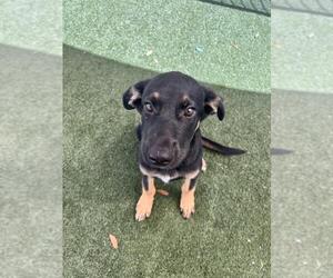 German Shepherd Dog-Unknown Mix Dogs for adoption in Texas City, TX, USA