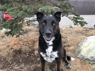 Shepradors Dogs for adoption in Palmer, AK, USA