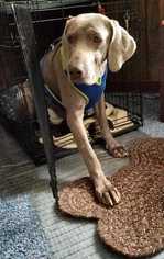 Weimaraner Dogs for adoption in CORNING, NY, USA