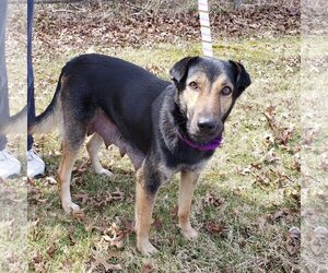 Mutt Dogs for adoption in Catasauqua, PA, USA