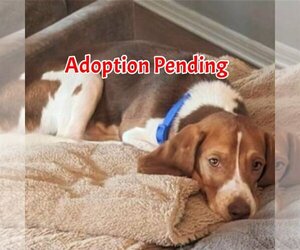 Beagle Dogs for adoption in Valrico, FL, USA