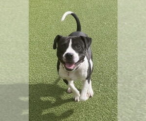 American Pit Bull Terrier Dogs for adoption in Derwood, MD, USA