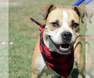 Bulloxer Dogs for adoption in Von Ormy, TX, USA