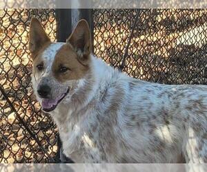 Australian Shepherd-Unknown Mix Dogs for adoption in Santa Cruz, CA, USA